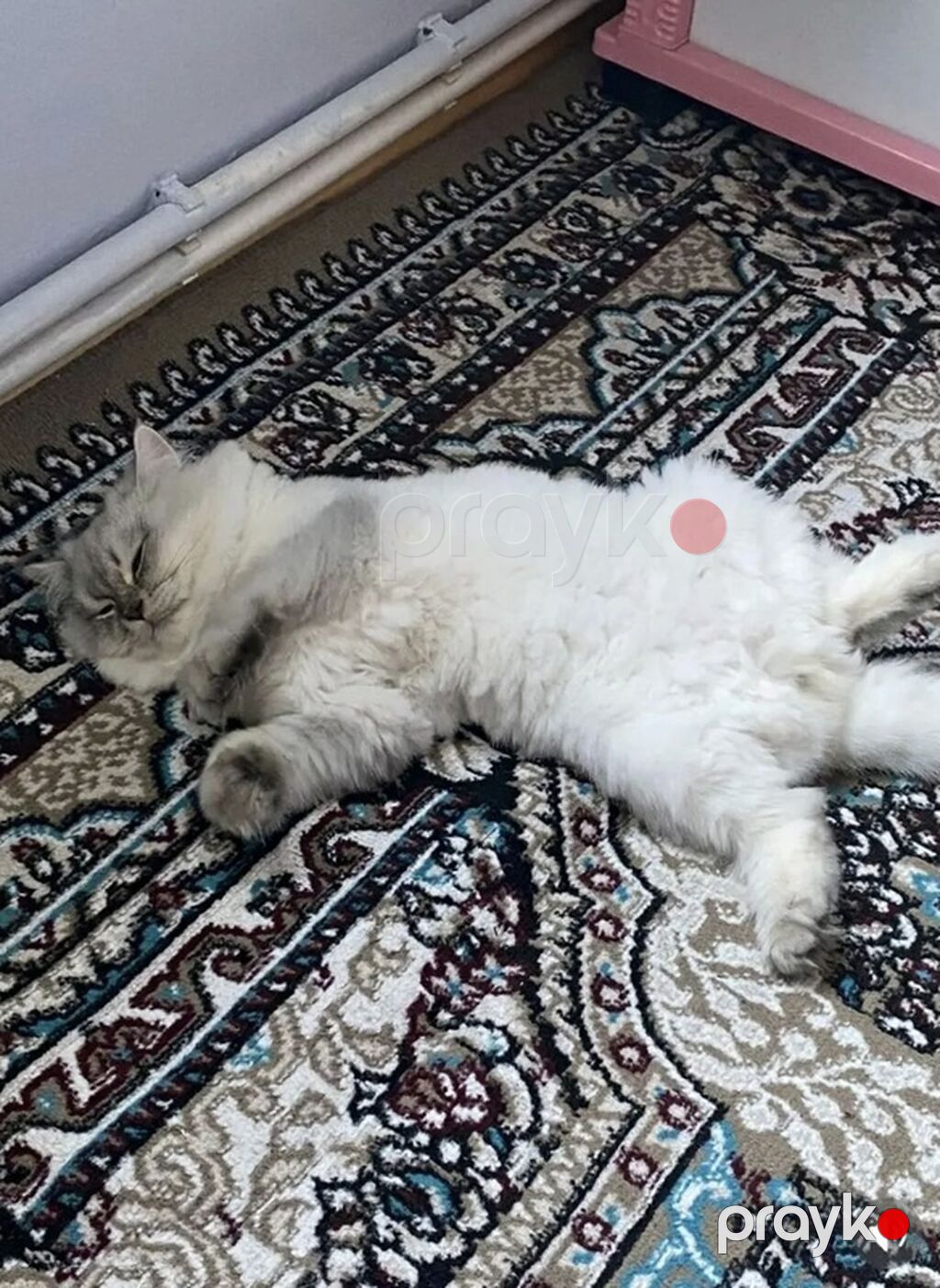 Şinşilla — Pişiklər, Bakı (4)