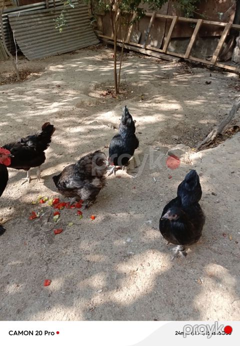 Toyuq, Damazlıq — Bakı