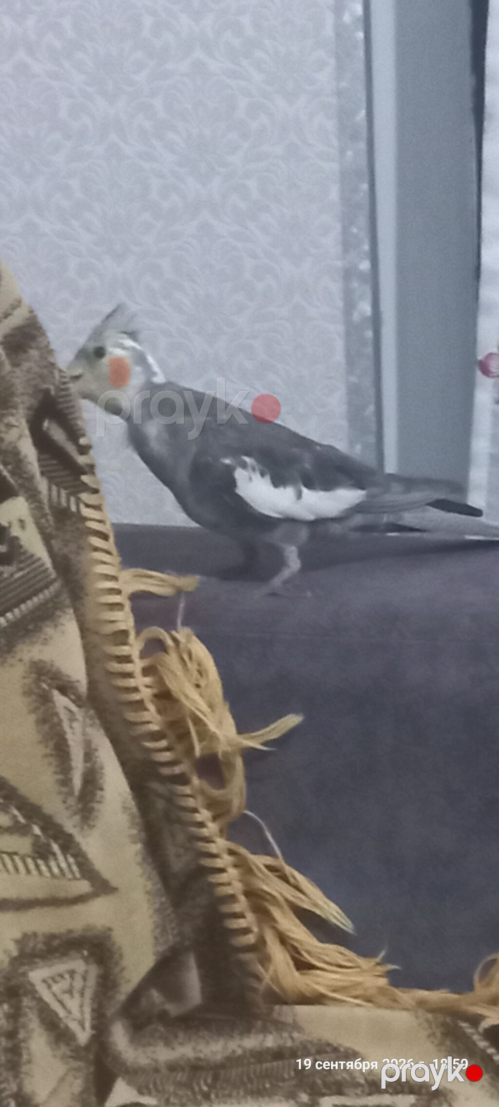 Nimfa (Cockatiel) tutuquşu – boz-ağ rəng çaları, yanaqlarında narıncı — Tutyun papağayı, Digah (3)