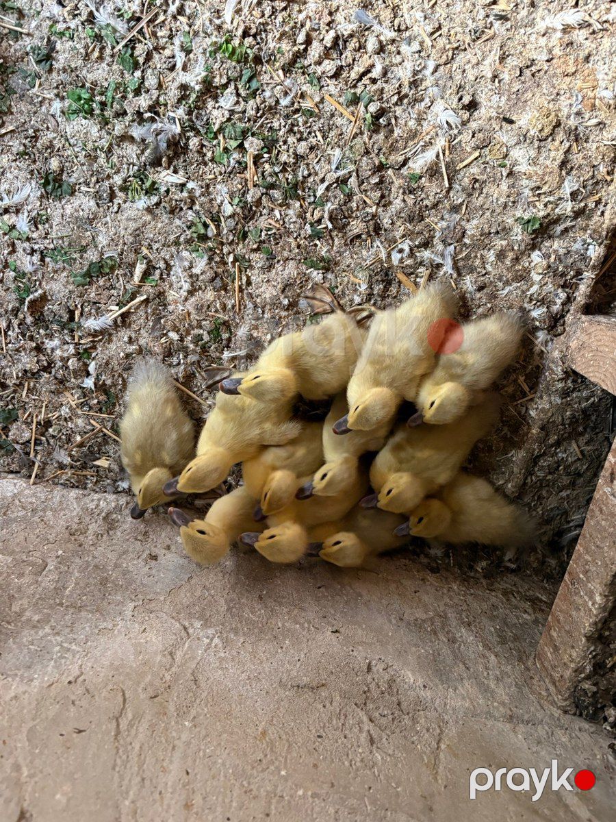 Lavanda lal ordək balaları — Quşlar, Bakı (2)