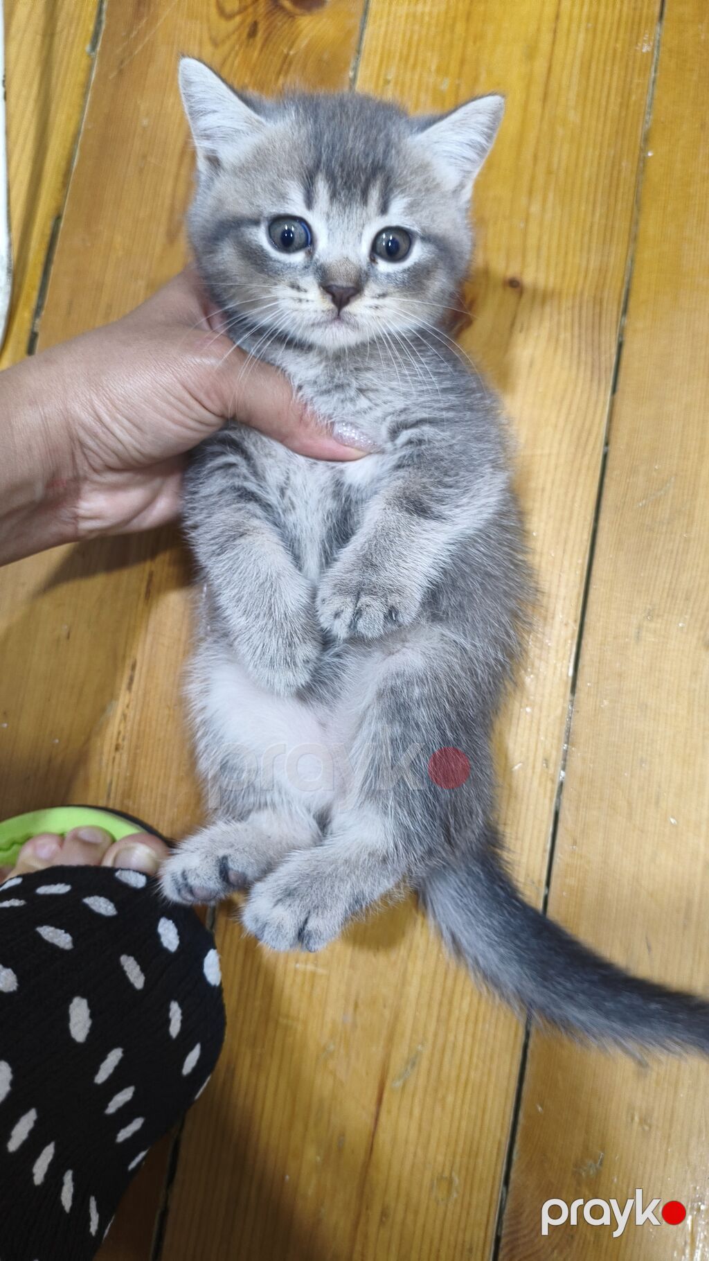 Şinşilla, Erkək, Yaxşı əllərə, Ödənişli çatdırılma — Pişiklər, Xırdalan (3)