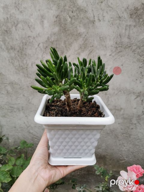 Krassula Hobbit — Bakı
