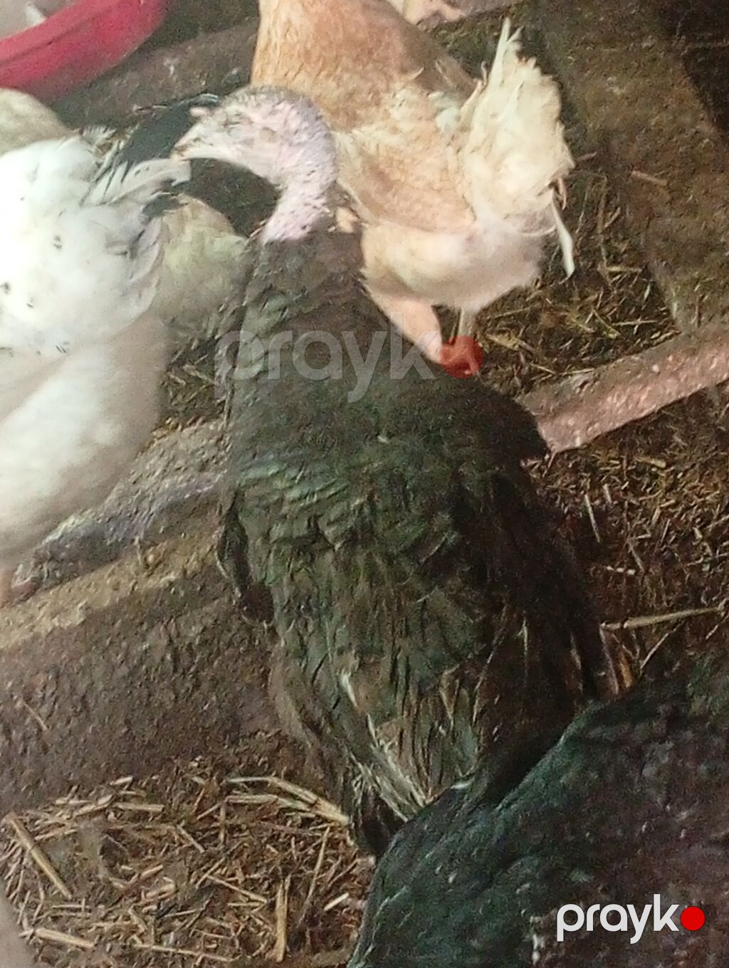 Salam özüm inqubatorda cixardiglarimda var aldığında içində avstrolop — Digərləri, Bakı (6)