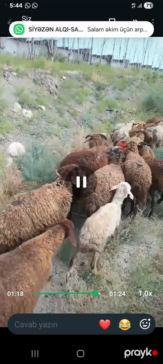 Quzular — Kənd təsərrüfatı heyvanları, Şabran (2)