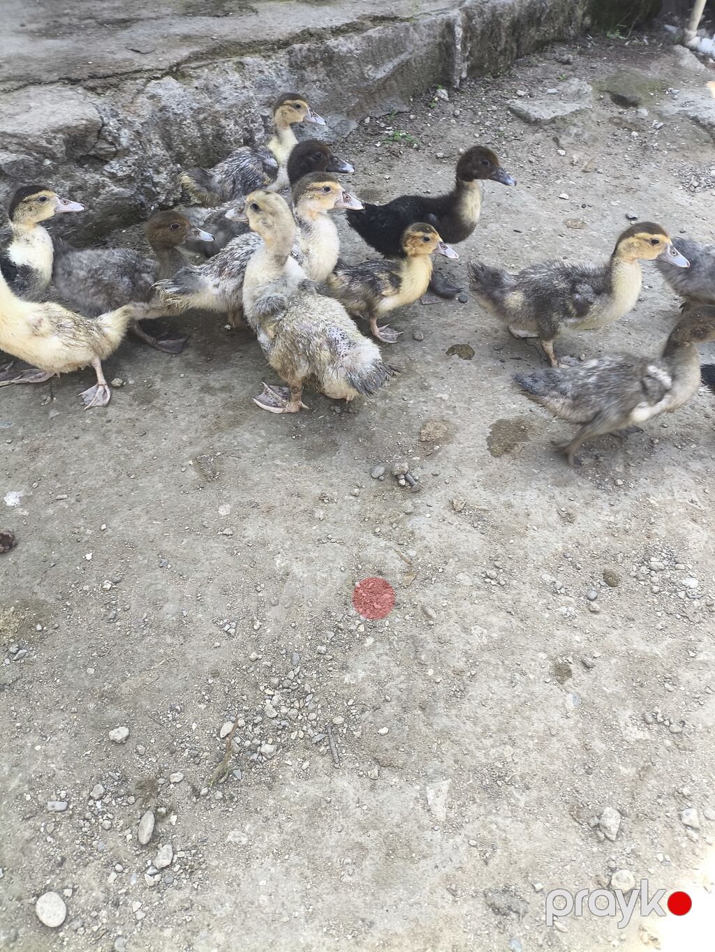 Lal ördək balaları satılır qiymət 8 manatdan başlayır ünvan — Digərləri, Digah (4)