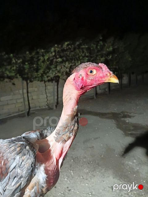Heyratı — Bakı