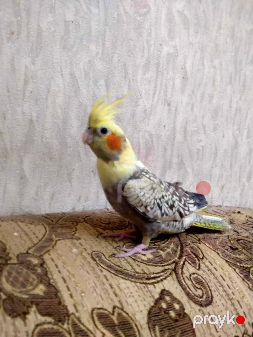 Salam. 10 ayliq disidi. Dagistan sortudu.Sari perlovkadi. Oz yasina — Tutyun papağayı, Bakı (8)