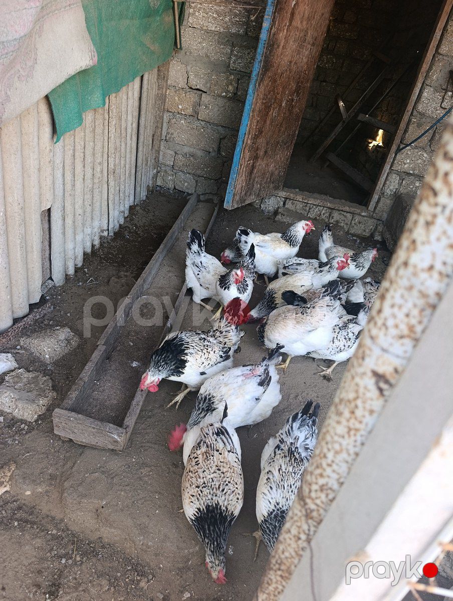 Toyuqlar — Quşlar, Bakı (3)