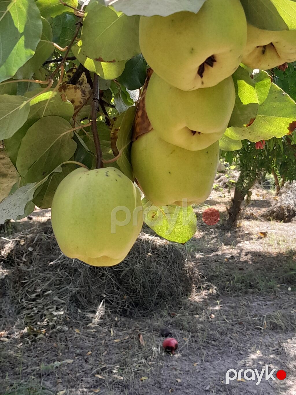 Salam her ikisi yetişib her ikisinin kilosu iki manatdandir — Qida məhsulları, Sabirabad (7)