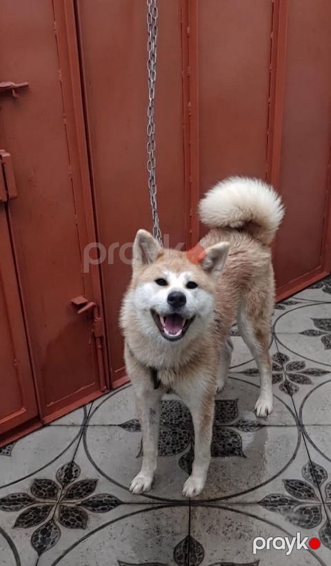 Akita-inu iti — Bakı