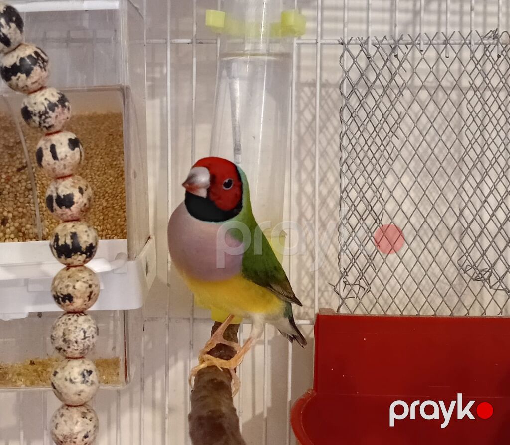 Məhsul: Gouldian ispinozu (rəngarəng finç) Təsvir: - Nadir və — Digərləri, Digah (3)
