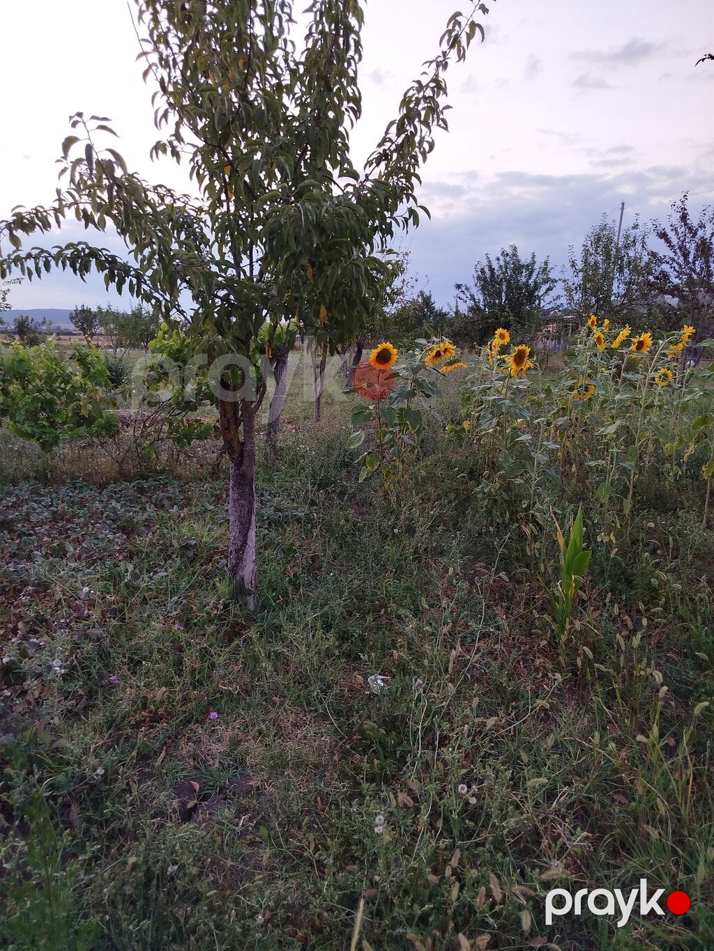25 sot, Tikinti, Mülkiyyətçi, Kupça (Çıxarış) — Torpaq, İsmayıllı (6)