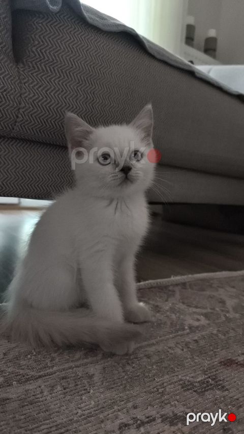 Şinşilla pişik — Bakı