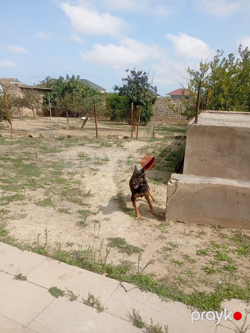 Alman çoban iti, 1 il, Dişi, Peyvəndli — Köpəklər, Bakı (9)