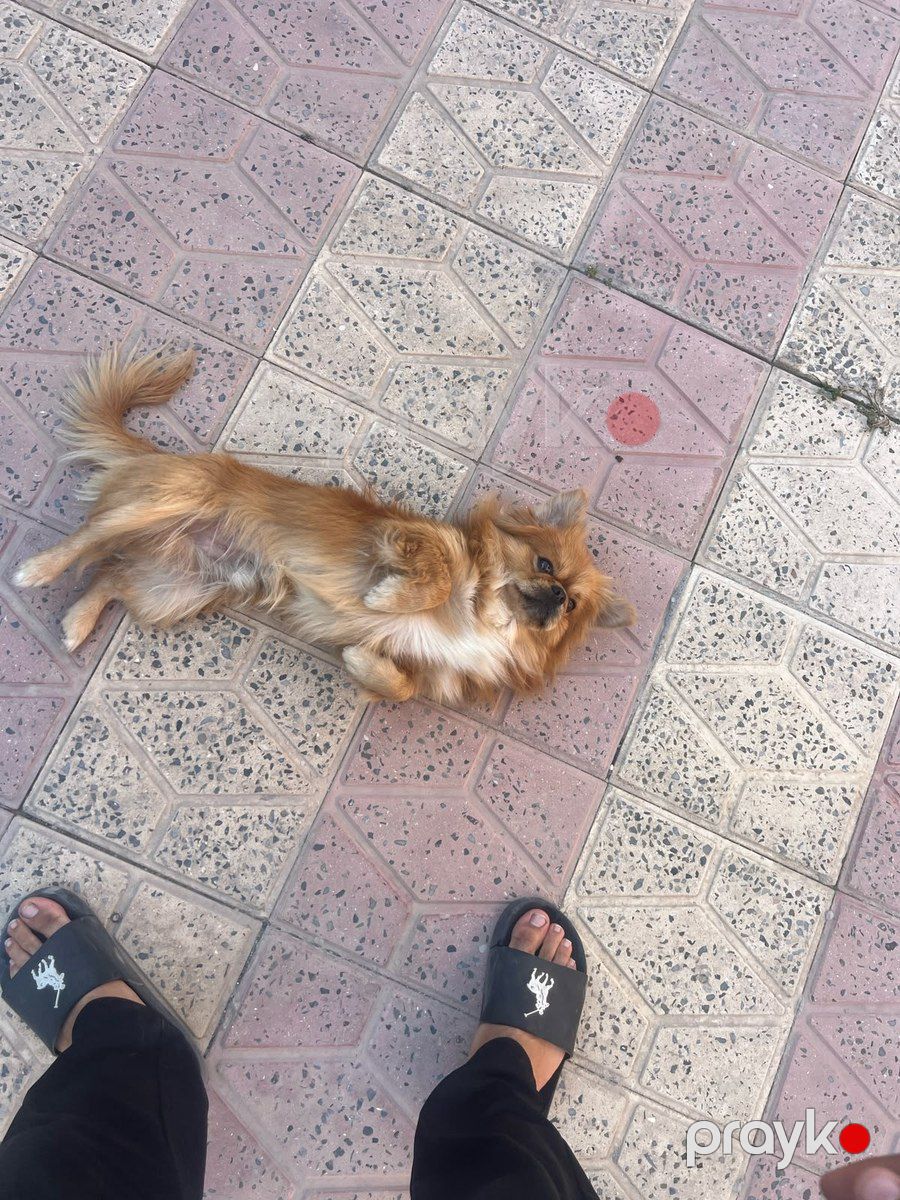 Pekines — Köpəklər, Bakı (3)