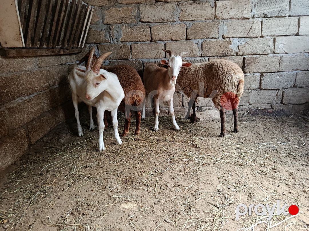 Quzu və keçilər — Kənd təsərrüfatı heyvanları, Bakı (2)