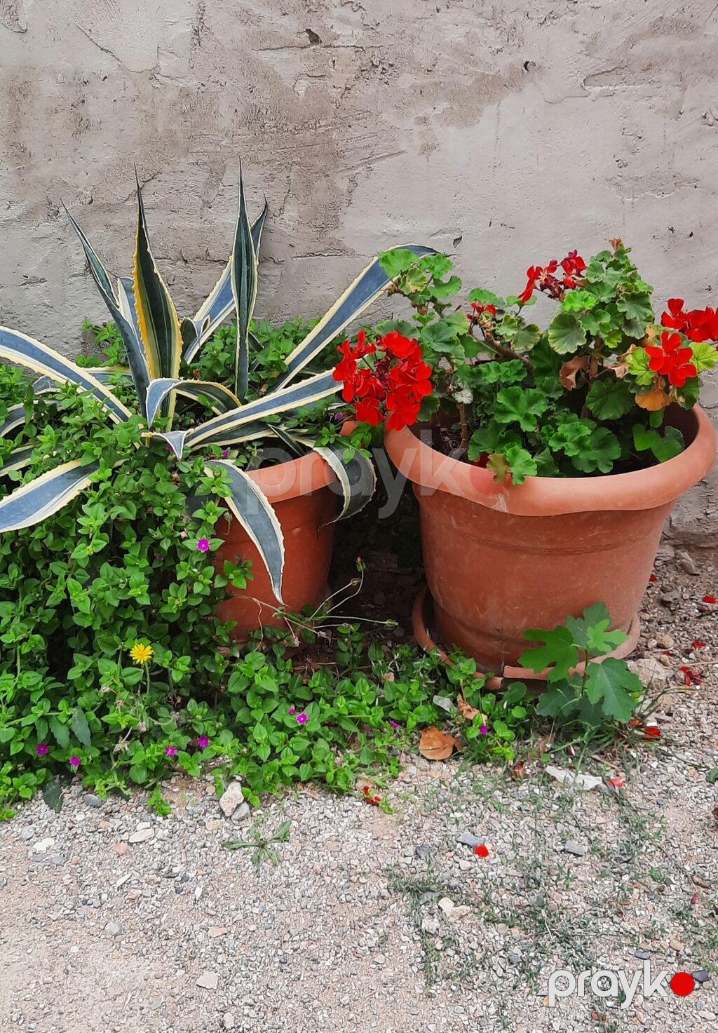 Agave americana ‘Variegata’ – böyük saksıda dekorativ sukkulent — Bitkilər, Xırdalan (3)