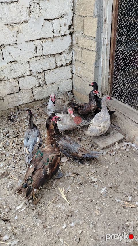 Muscovy ördəkləri (hind ördəyi) – qarışıq rənglərdə sürü yumurta — Masazır