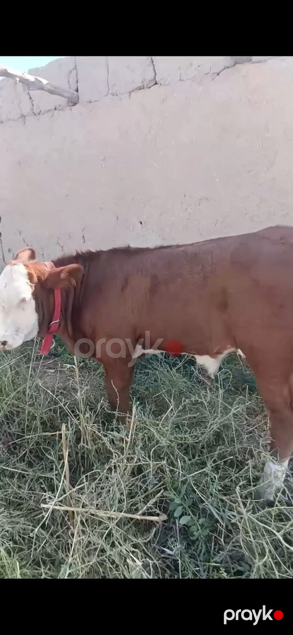 Hereford tipli dana - Rəng: qırmızı-qəhvəyi bədən, ağ alın və burun — Kənd təsərrüfatı heyvanları, İsmayıllı (2)