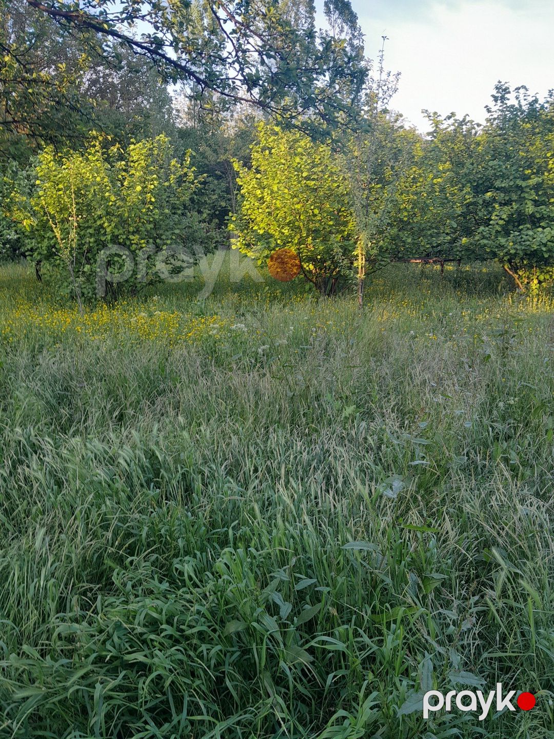 Satılır torpaq 17 sot — Torpaq, İsmayıllı (2)