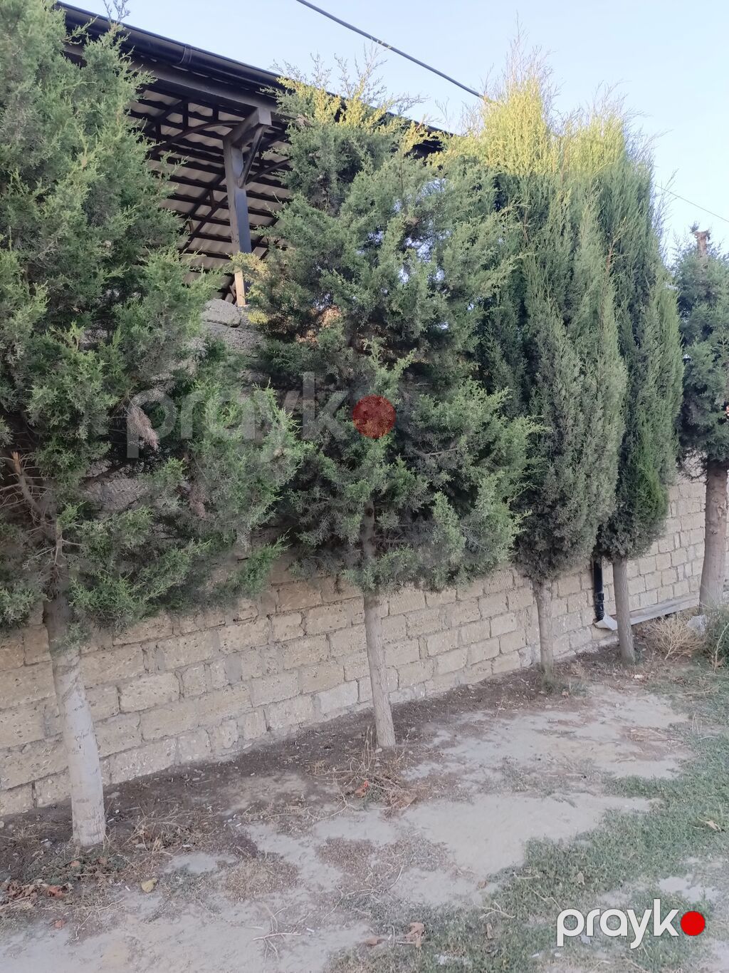 Salam cavan yolka agajdaridi bir 50 manatdan kim istese elaqe saxlaya — Ağaclar və fidan, Bakı (3)