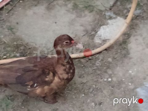 Ördək fərə — Bakı