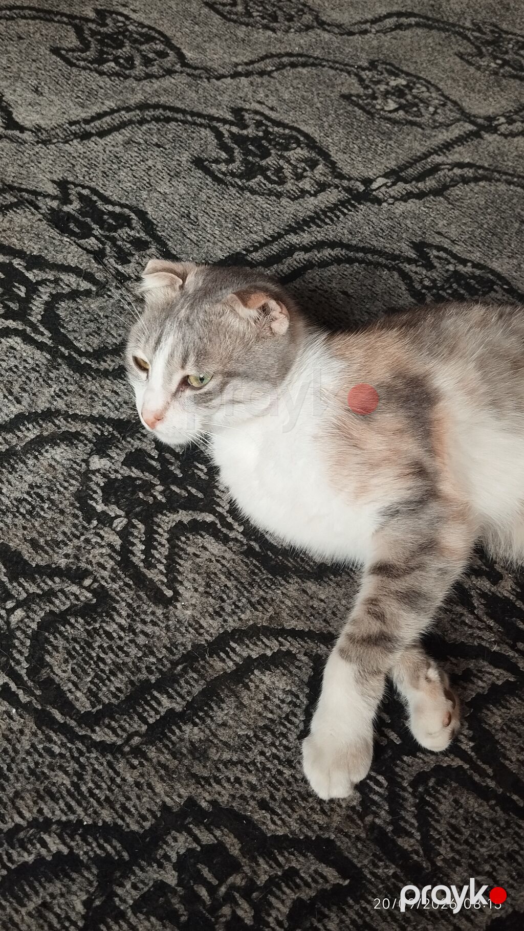 Dişi, Cütləşmə üçün, Rayonlara çatdırılma — Pişiklər, Quba (4)