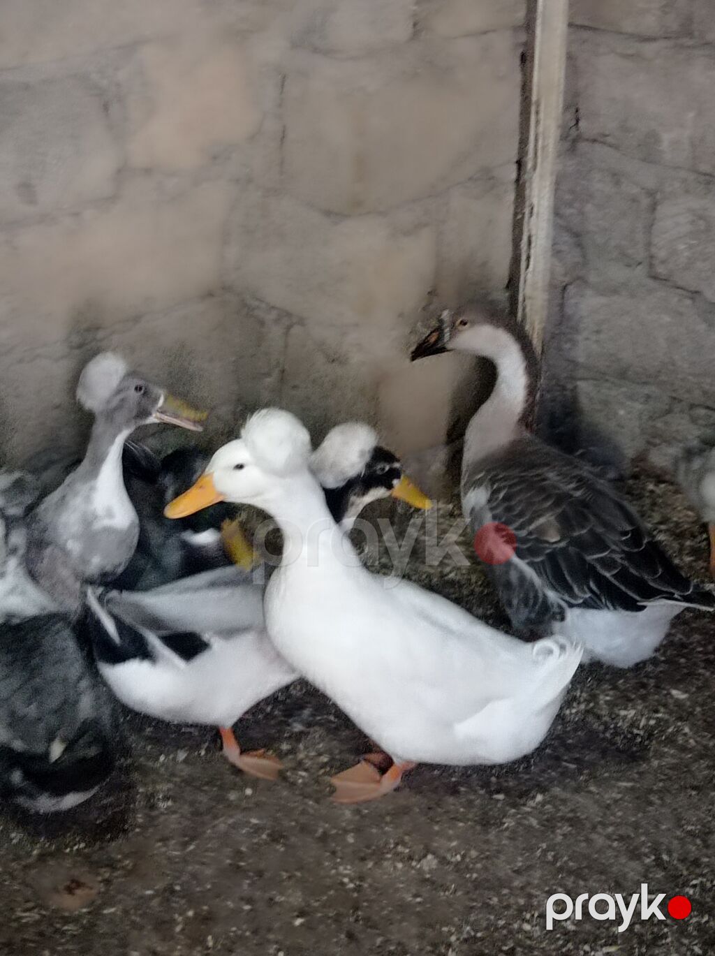 Salam 4 Erkey 1 dişidi hamsida kekilidi 2 dene de 2 ay yarımlıq — Digərləri, Digah (3)