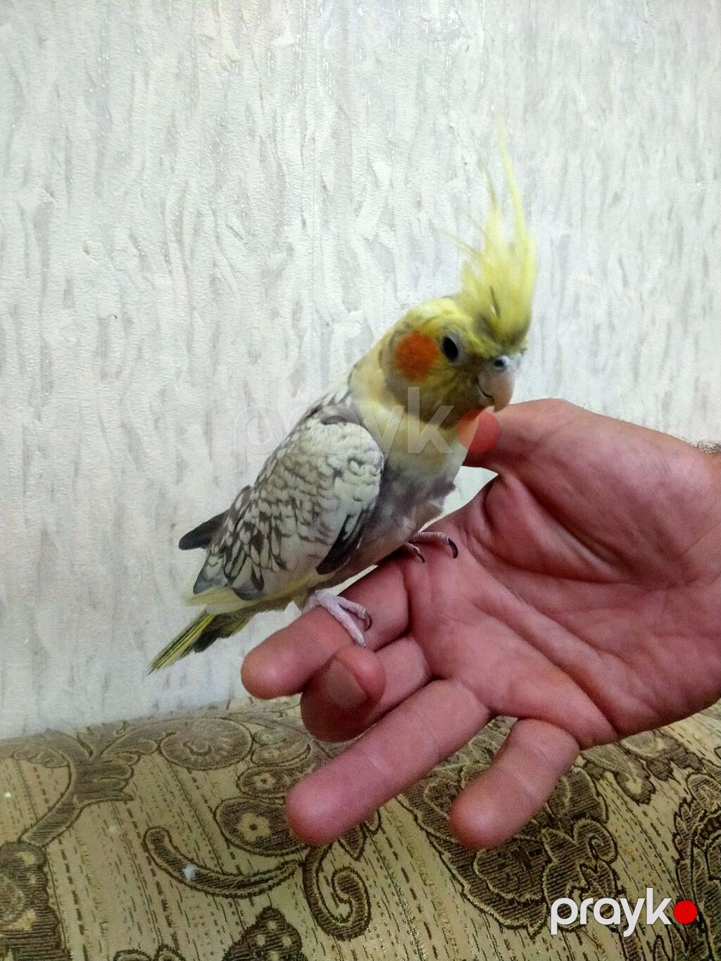 Salam. 10 ayliq disidi. Dagistan sortudu.Sari perlovkadi. Oz yasina — Tutyun papağayı, Bakı (10)