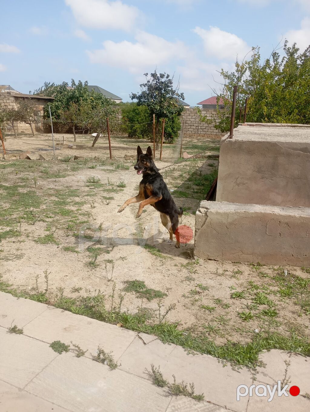 Alman çoban iti, 1 il, Dişi, Peyvəndli — Köpəklər, Bakı (2)