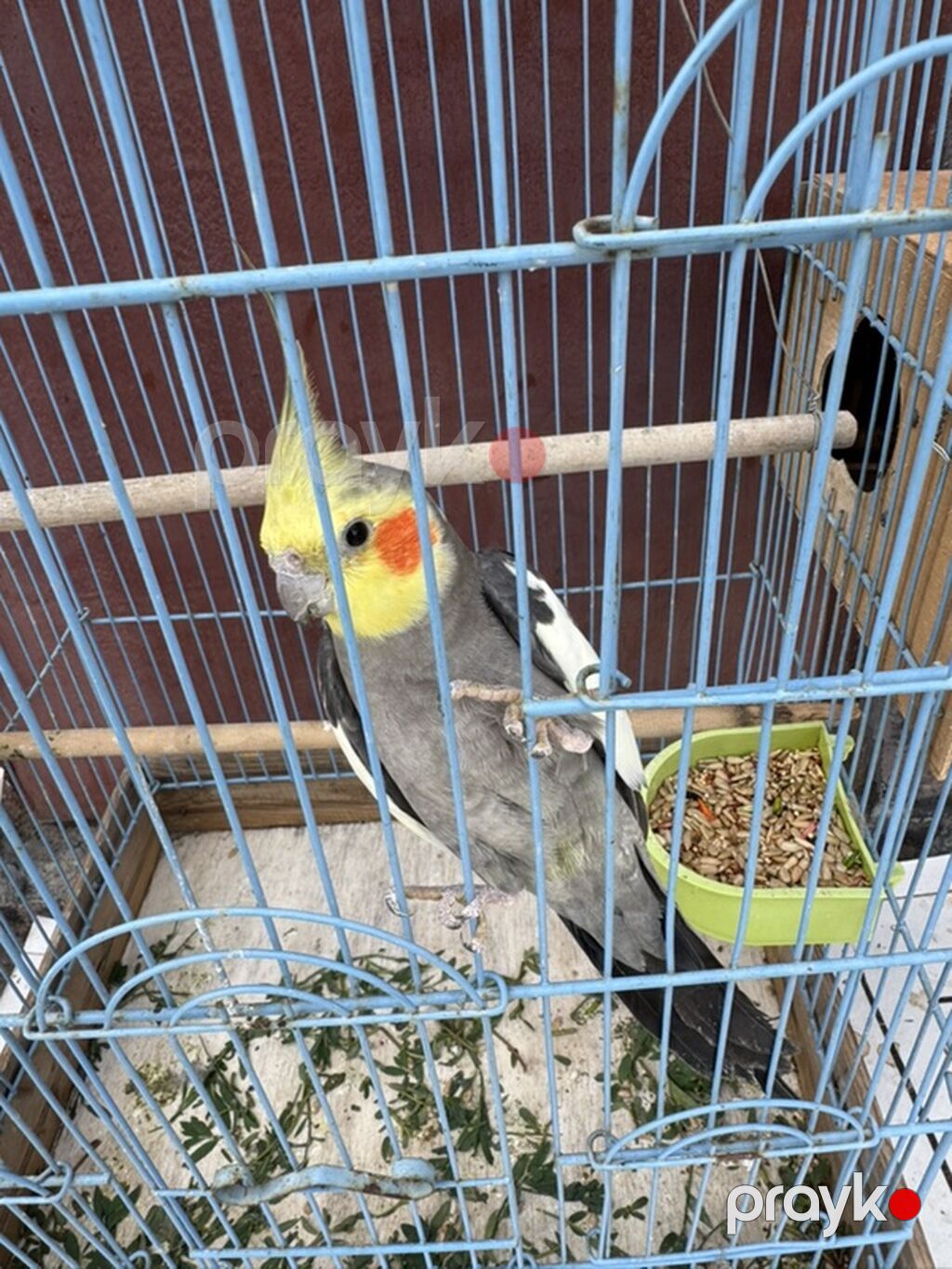 Nimfa (Cockatiel) cütlüyü + qəfəs - Növ: Nimfa papağanı (Cockatiel) — Qəfəslər, Bakı (3)