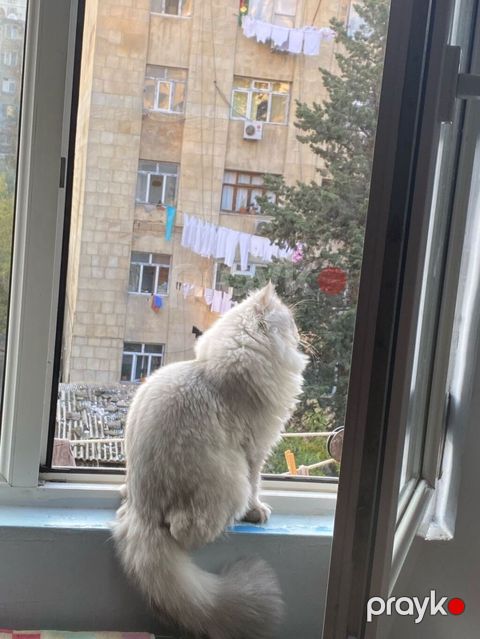 Şinşilla — Bakı