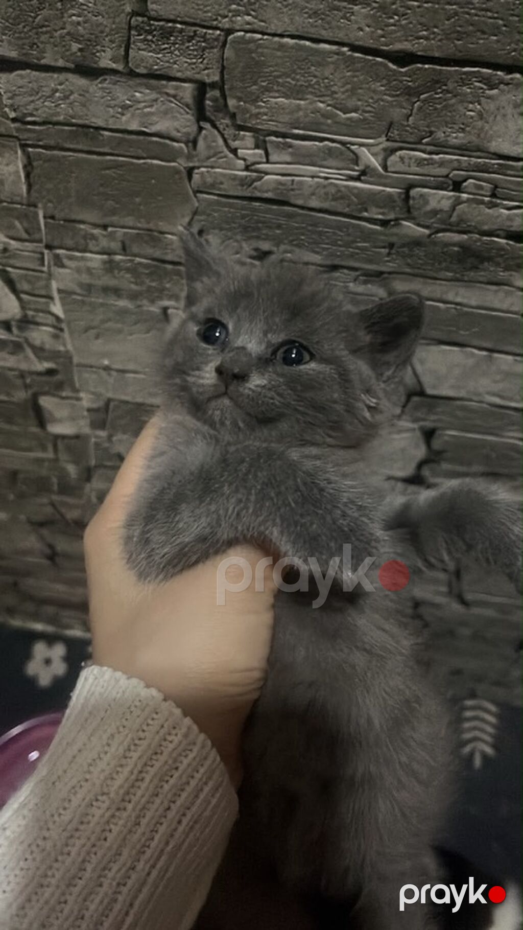 Dişi, Yaxşı əllərə, Ünvandan götürmə — Pişiklər, Bakı (3)