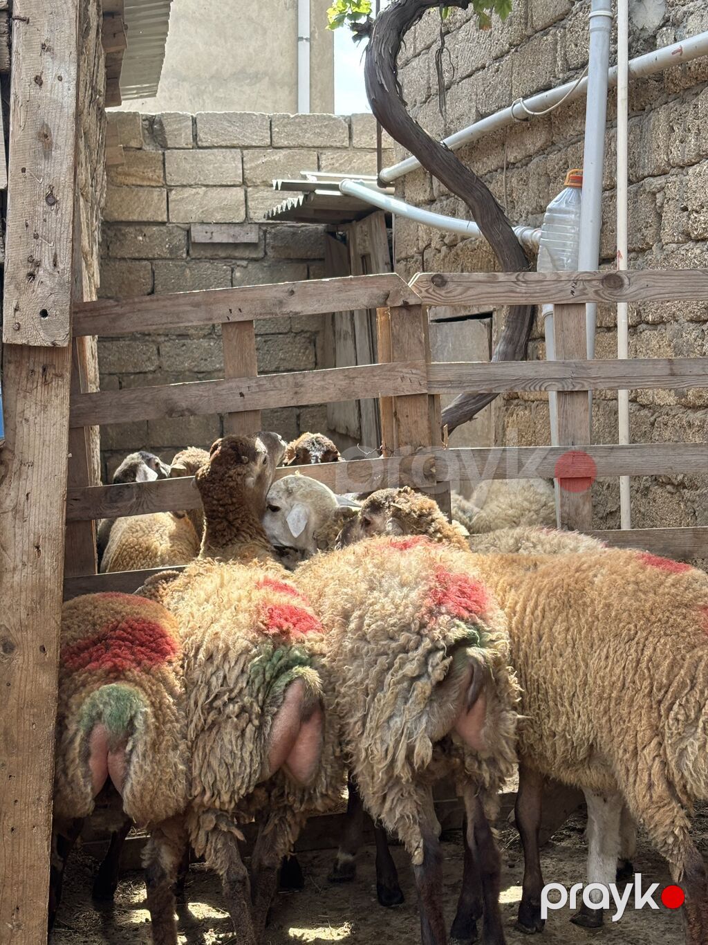 Quzu, Erkək, ay: 8, 35 kq, Ətlik, Ünvandan götürmə — Kənd təsərrüfatı heyvanları, Digah (6)
