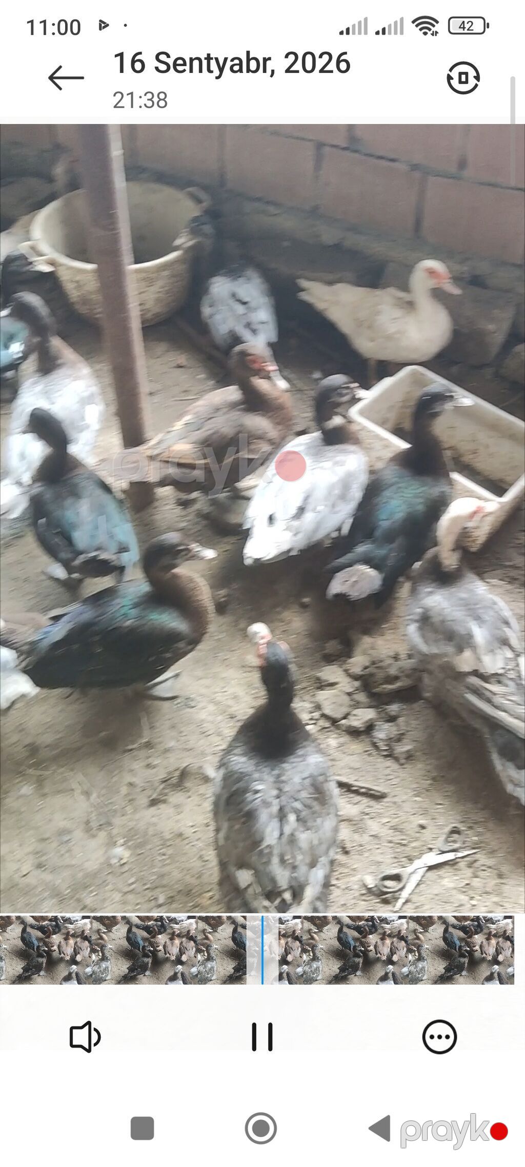 Cins lal ördəklər satılır — Digərləri, Digah (6)