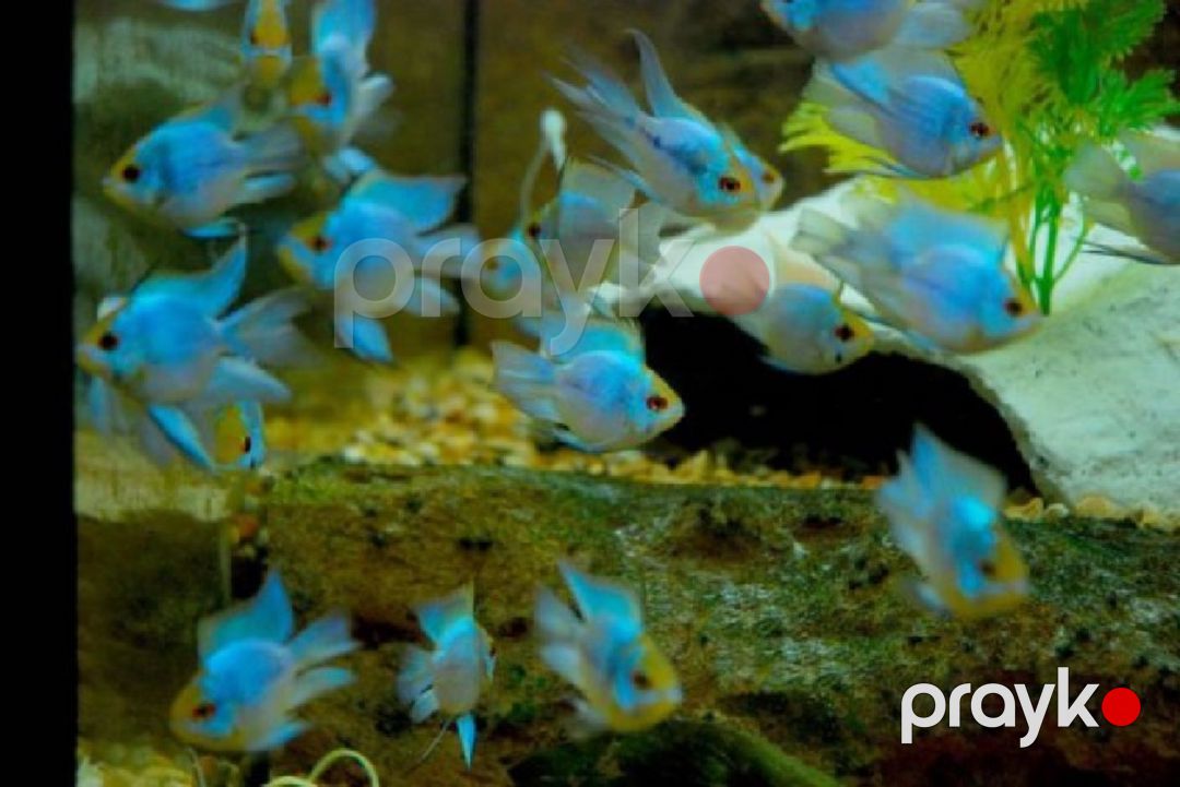 Ramirezi balıqları — Akvariumlar və balıqlar, Bakı (2)