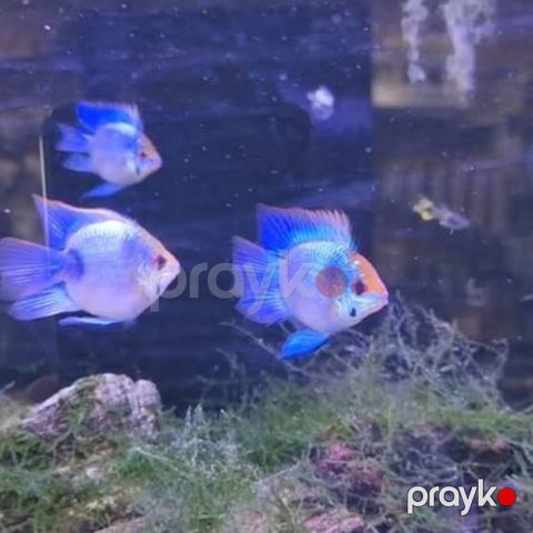 Ramirezi balıqları — Bakı