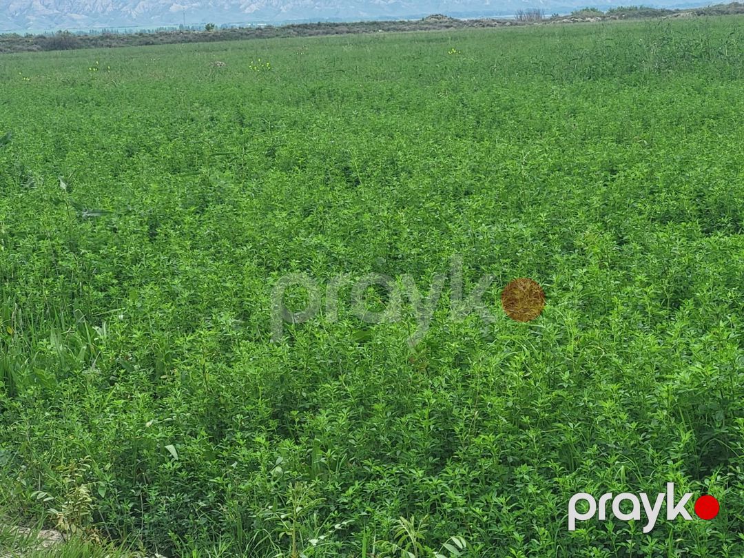 26000 sot torpaq sahəsi, Göyçay r — Torpaq, Göyçay (8)
