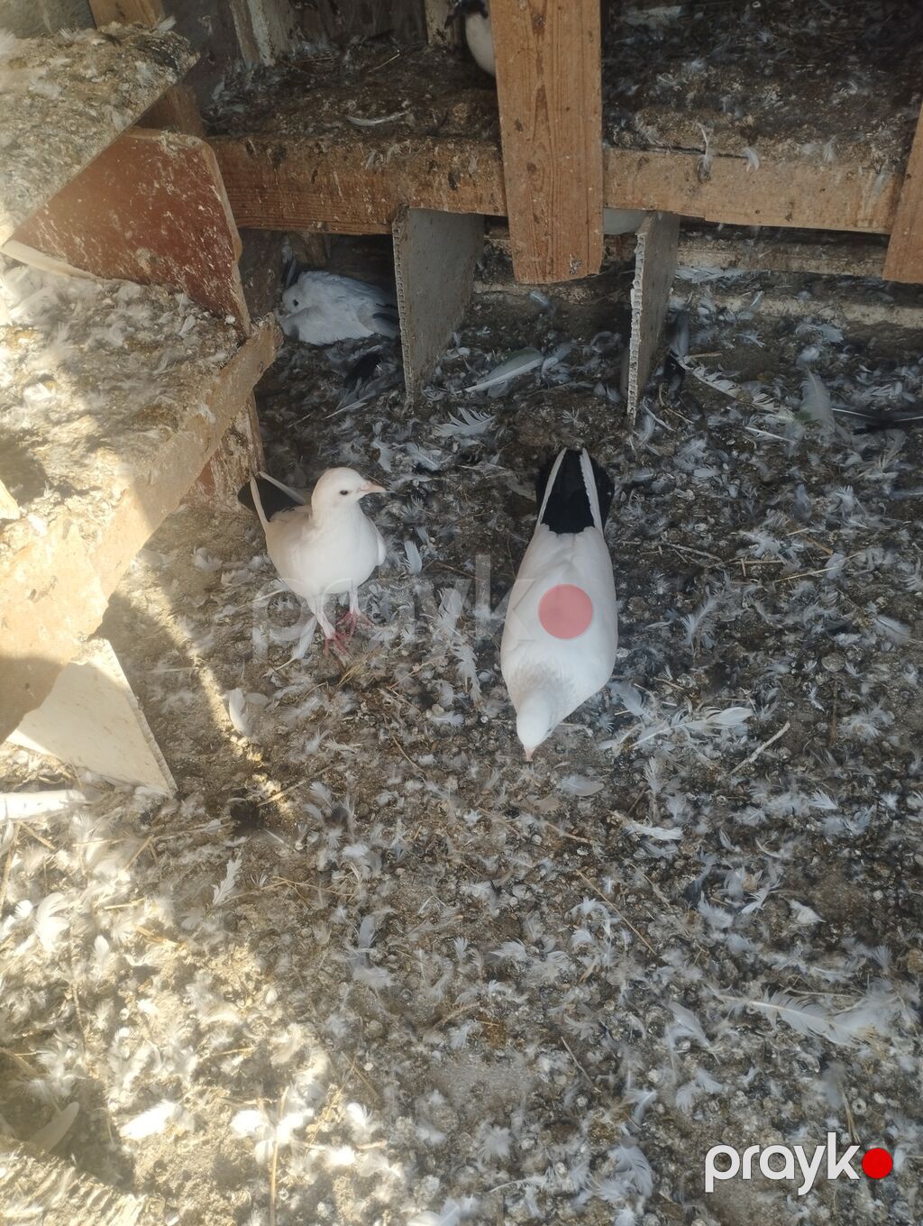 Erkey maya cütü 110. m catrlma yoxdu — Göyərçin, Bakı (3)