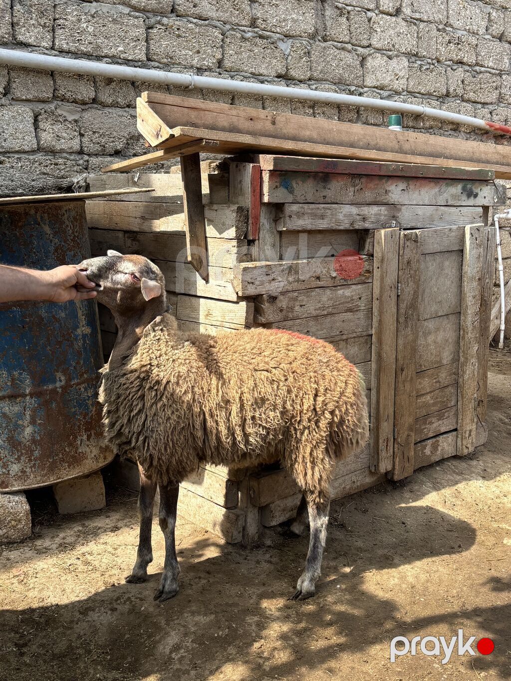 Quzu, Erkək, ay: 8, 35 kq, Ətlik, Ünvandan götürmə — Kənd təsərrüfatı heyvanları, Digah (4)