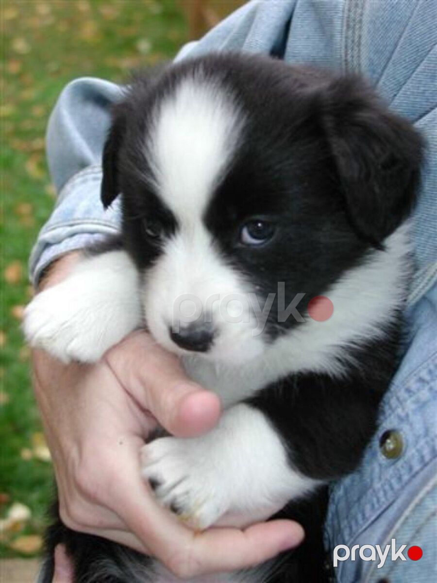 Border collie — Köpəklər, Bakı (2)