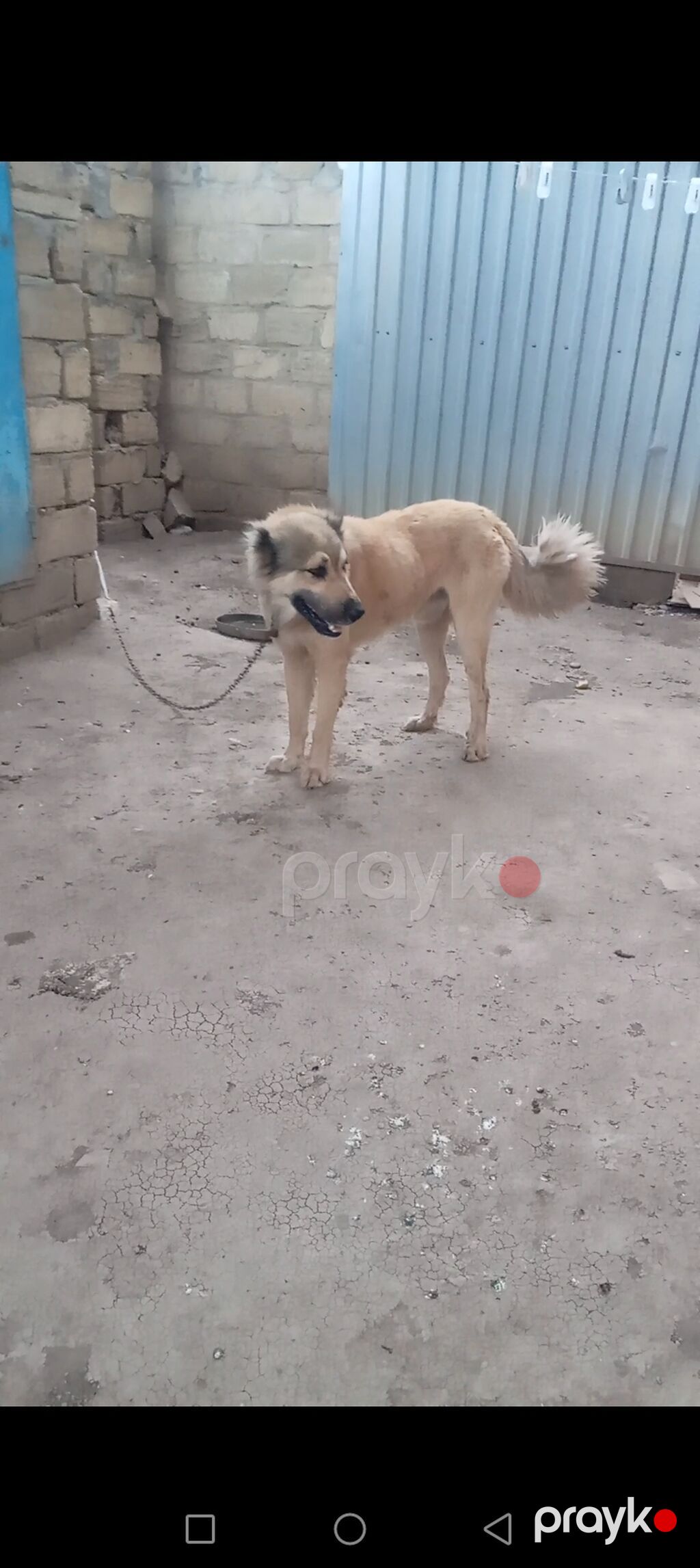 Ferma iti satılır ənikdi 75 boy 1 yaş 2 ay unvan cəlilabad — Köpəklər, Cəlilabad (3)