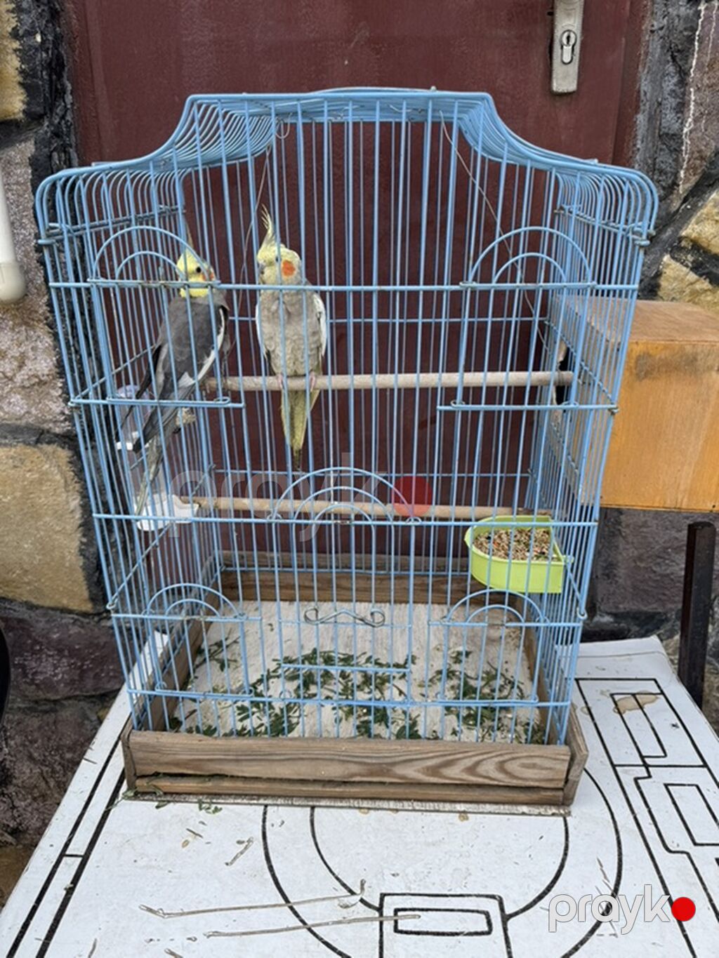 Nimfa (Cockatiel) cütlüyü + qəfəs - Növ: Nimfa papağanı (Cockatiel) — Qəfəslər, Bakı (6)