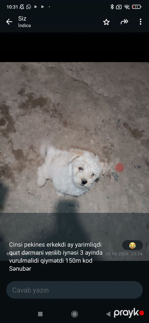 Pekines, 1 ay, Erkək — Gəncə