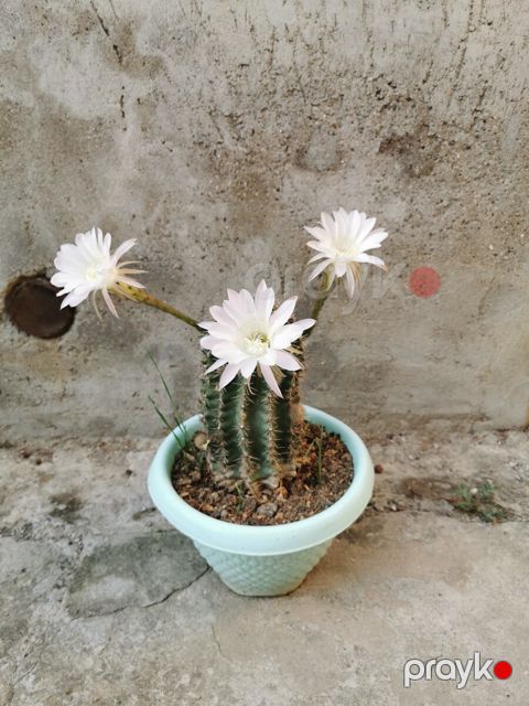 Dibçək — Bakı