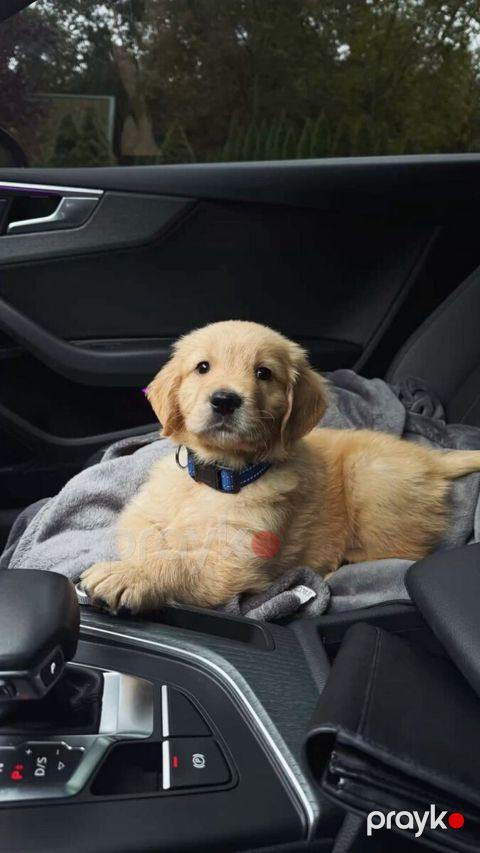 Golden Retriver — Bakı