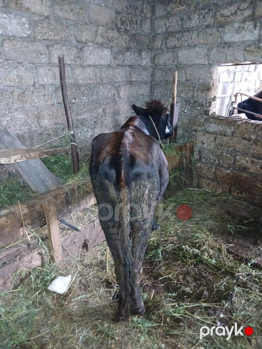 Dana — Kənd təsərrüfatı heyvanları, Xaçmaz (3)