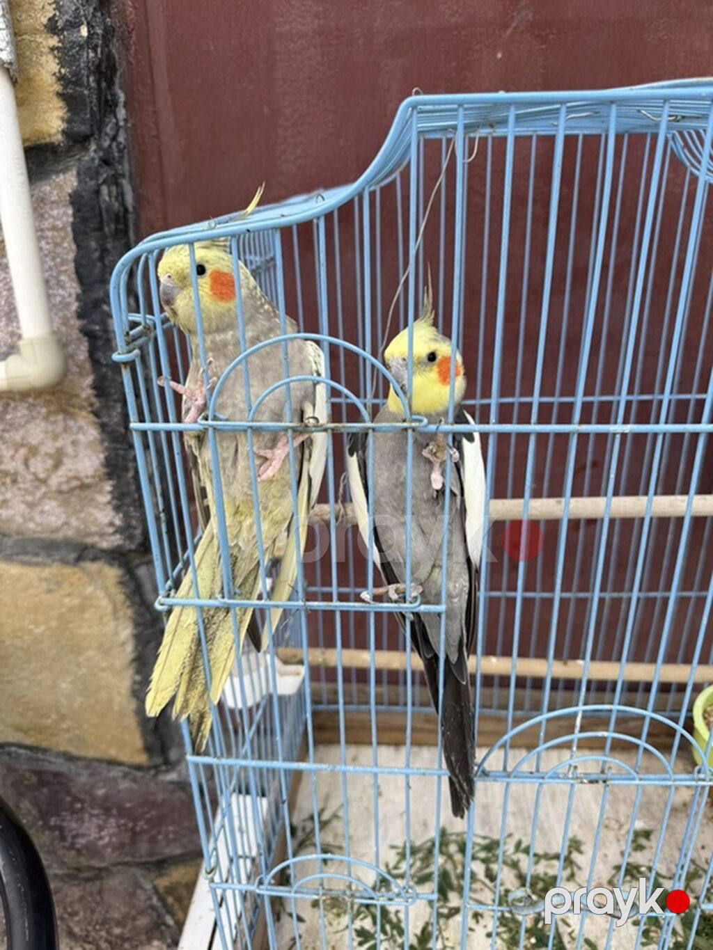 Nimfa (Cockatiel) cütlüyü + qəfəs - Növ: Nimfa papağanı (Cockatiel) — Qəfəslər, Bakı (2)