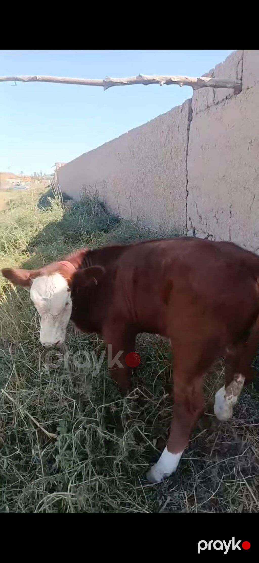 Hereford tipli dana - Rəng: qırmızı-qəhvəyi bədən, ağ alın və burun — Kənd təsərrüfatı heyvanları, İsmayıllı (5)