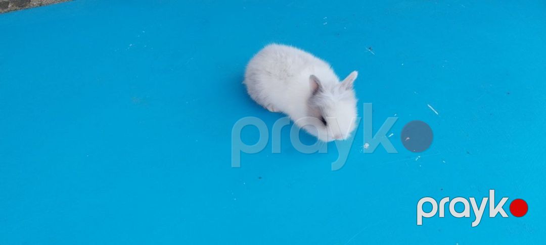 Dekorativ dovşan balaları — Dovşanlar, Bakı (10)